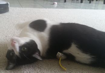 Pet 1 from Alison Cooper