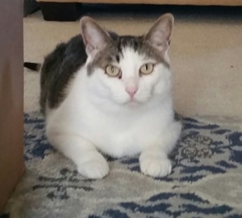 Pet 2 from Alison Cooper