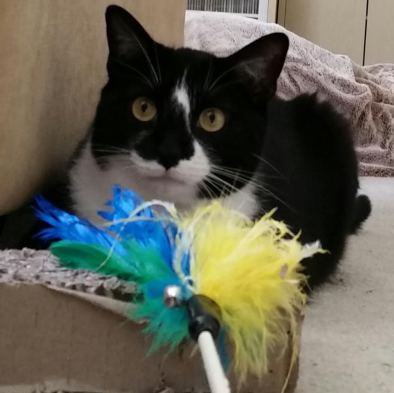 Pet 3 from Alison Cooper