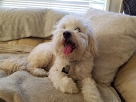 Pet 1 from Andrea & Richard Berger