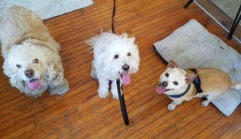 Pet 2 from Andrea & Richard Berger