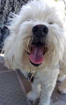 Pet 3 from Andrea & Richard Berger