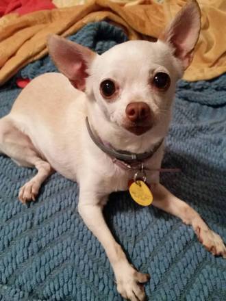 Pet 1 from Andrew Stevens