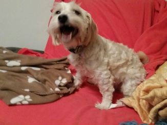 Pet 2 from Andrew Stevens