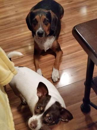 Pet 3 from Andrew Stevens