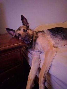 Pet 2 from Bill Bergquist