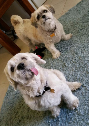 Pet 2 from Bridget Kugel