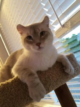 Pet 1 from Carlene P.