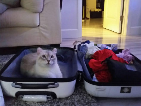 Pet 3 from Carlene P.