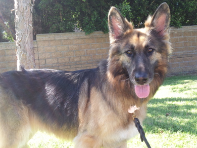 Pet 1 from Katherine Murray