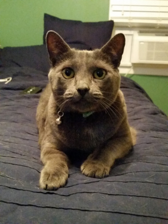 Pet 1 from Kevin McCabe