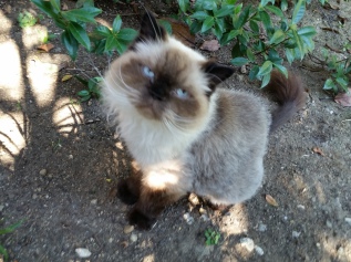 Pet 2 from Kim Streeter