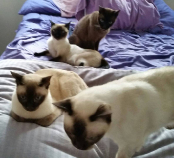 Pet 2 from Lisa Sweet