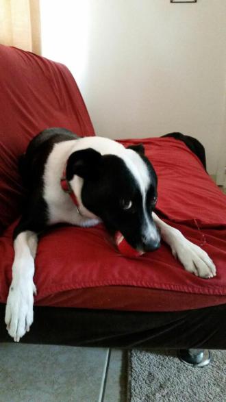 Pet from Mihiri Weerasinghe