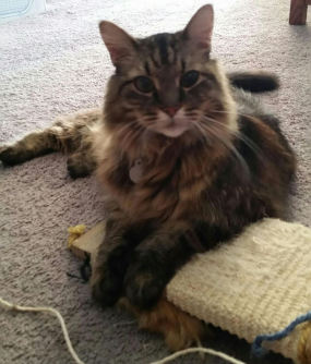 Pet 1 from Nikki Rice