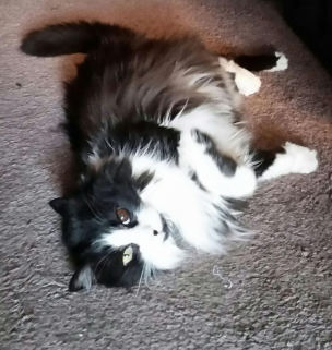 Pet 2 from Nikki Rice