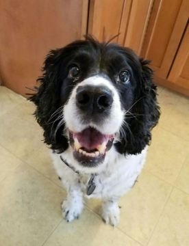 Pet 1 from Ray Valencia