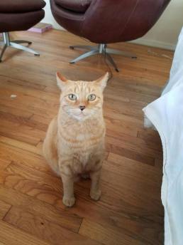 Pet 2 from Ray Valencia