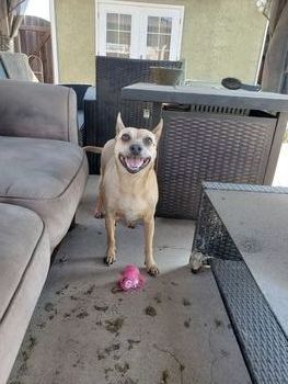 Pet 1 from Susan Moreno