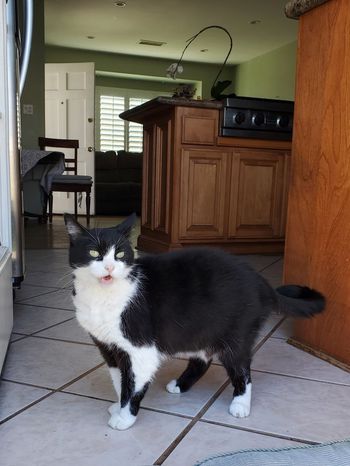 Pet 2 from Susan Moreno