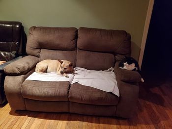 Pet 3 from Susan Moreno