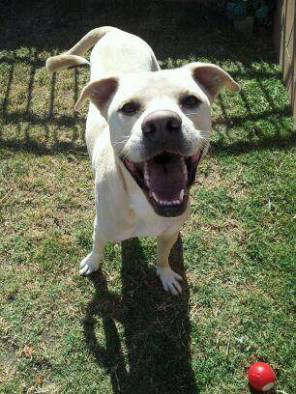 Pet 2 from Svetlana P.