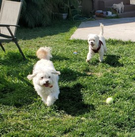 Pet 1 from Tanya Wong